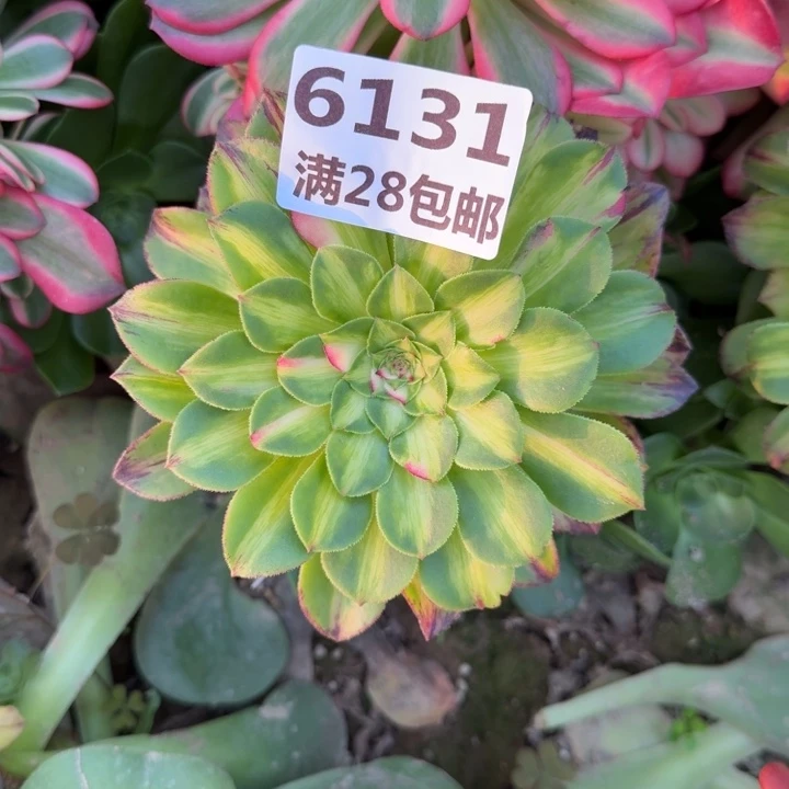 6131三号棚嫁接知否N