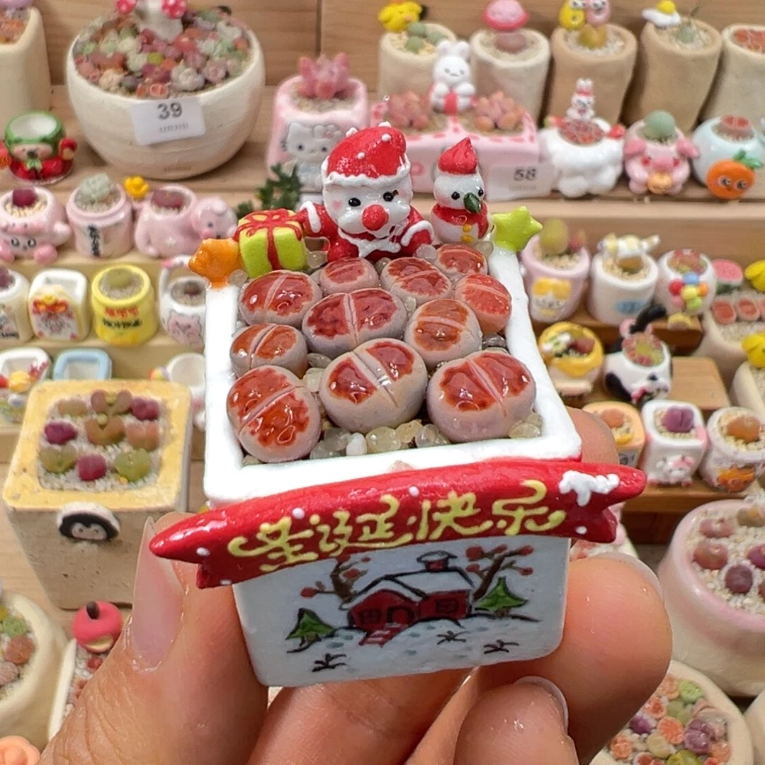 多肉植物59号红色