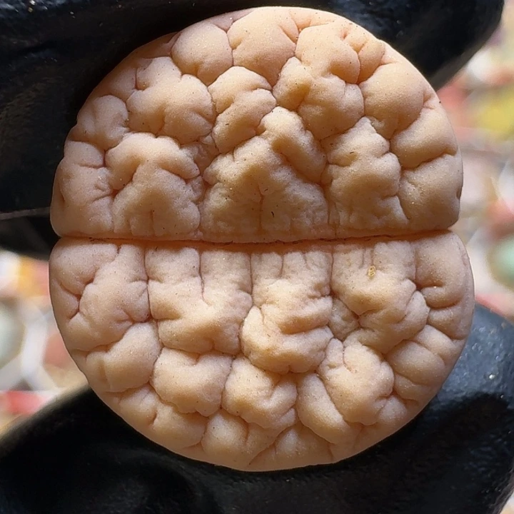 生石花1111111。   219