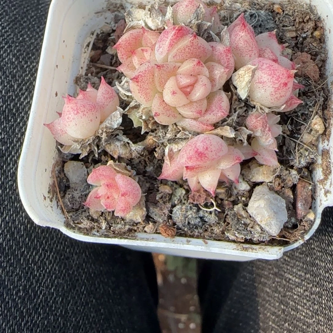 多肉小卡拉米糖心一物一拍