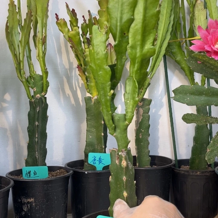 当前无花栽培后可以开花349