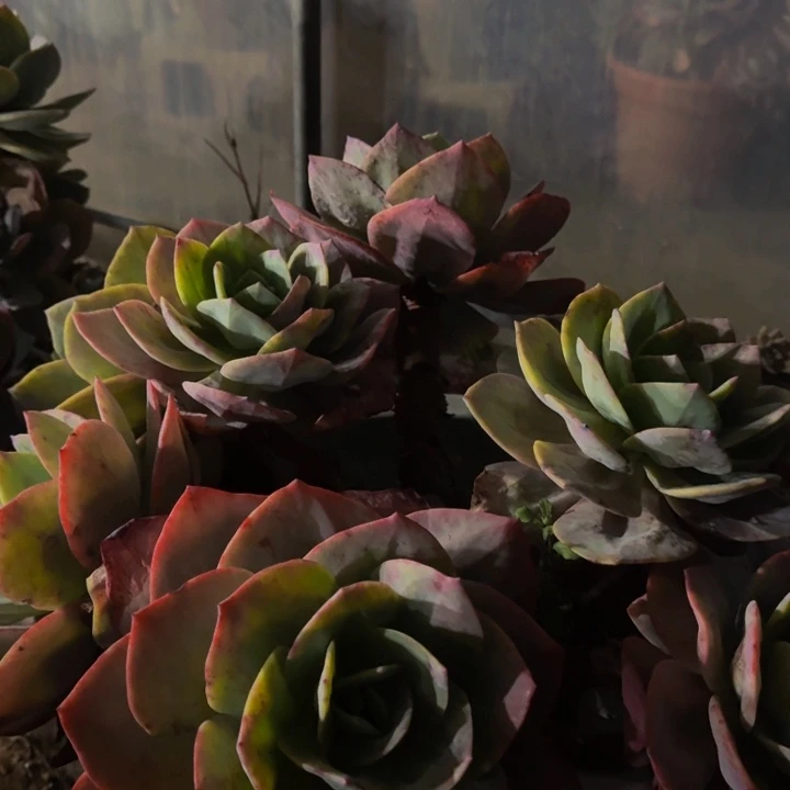 向**园大血凤寄养 元宵节发