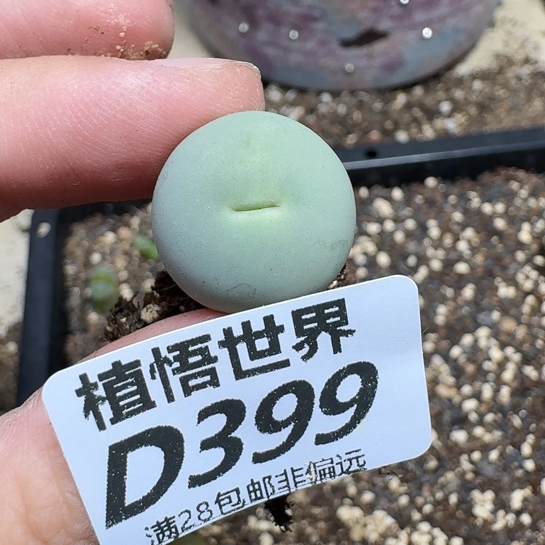 多肉植物的润泽fvb