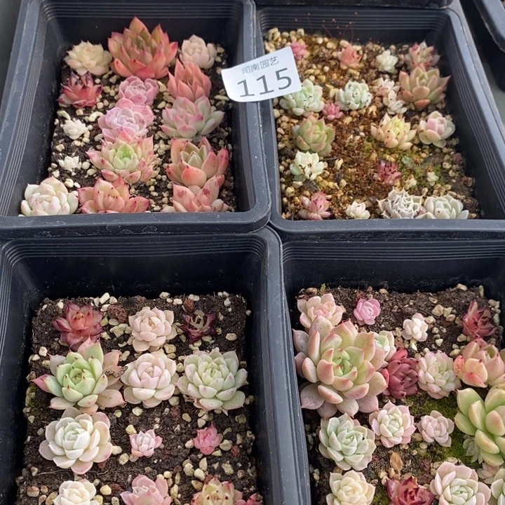 115 多肉植物盆栽花卉