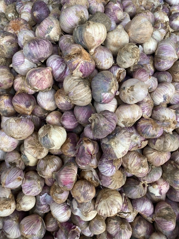 农家自种三瓣蒜元宝蒜云南农家精选