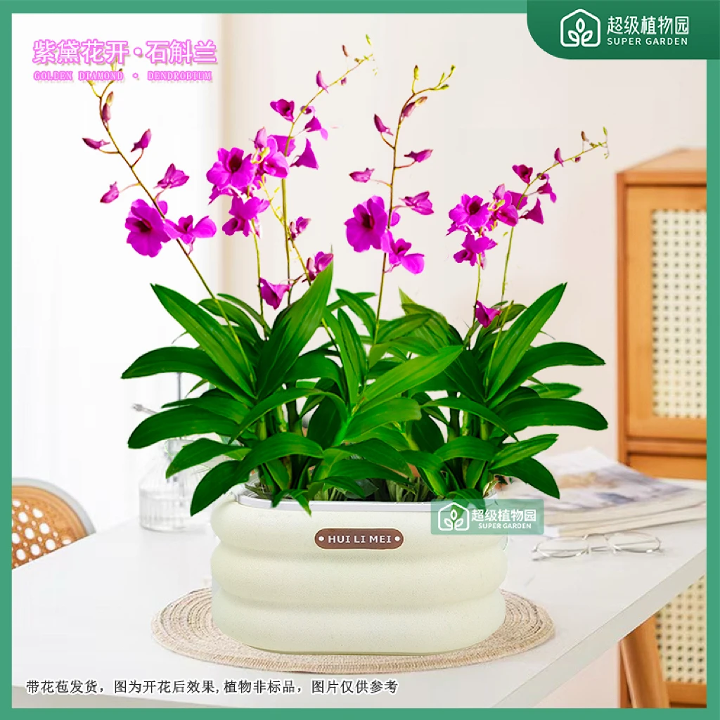 【不带花盆】紫黛石斛兰盆栽带花苞室内阳台花卉易养兰花绿植