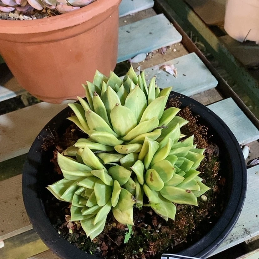 【闪购商品】蔷薇玛利亚29122