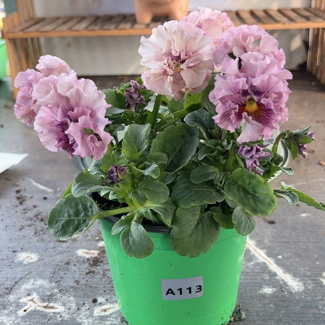 【闪购商品】113号