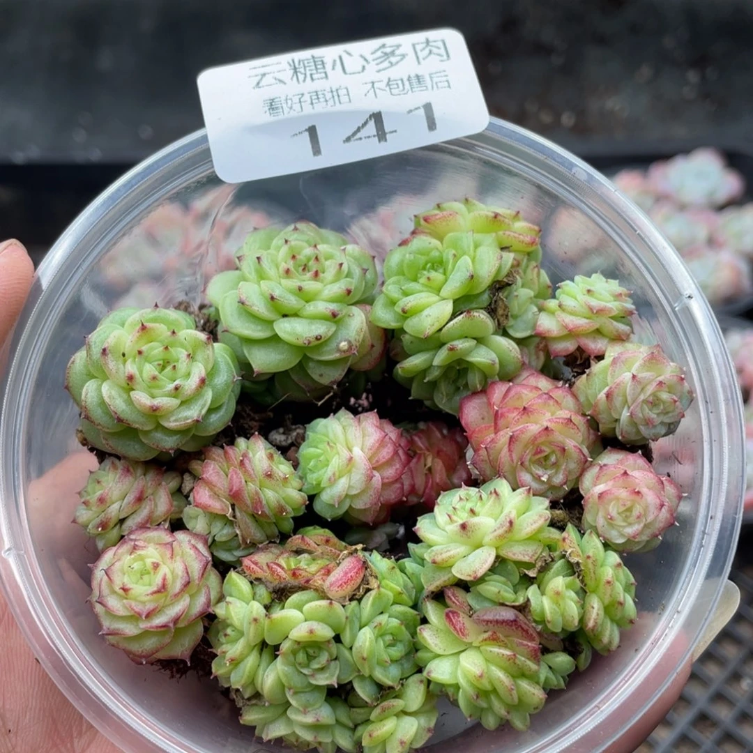 云糖心多肉植物141