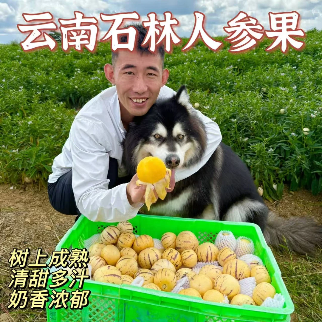 【顺丰快递】云南石林风化石人参果净重3斤 奶香 清甜 多汁 树上熟