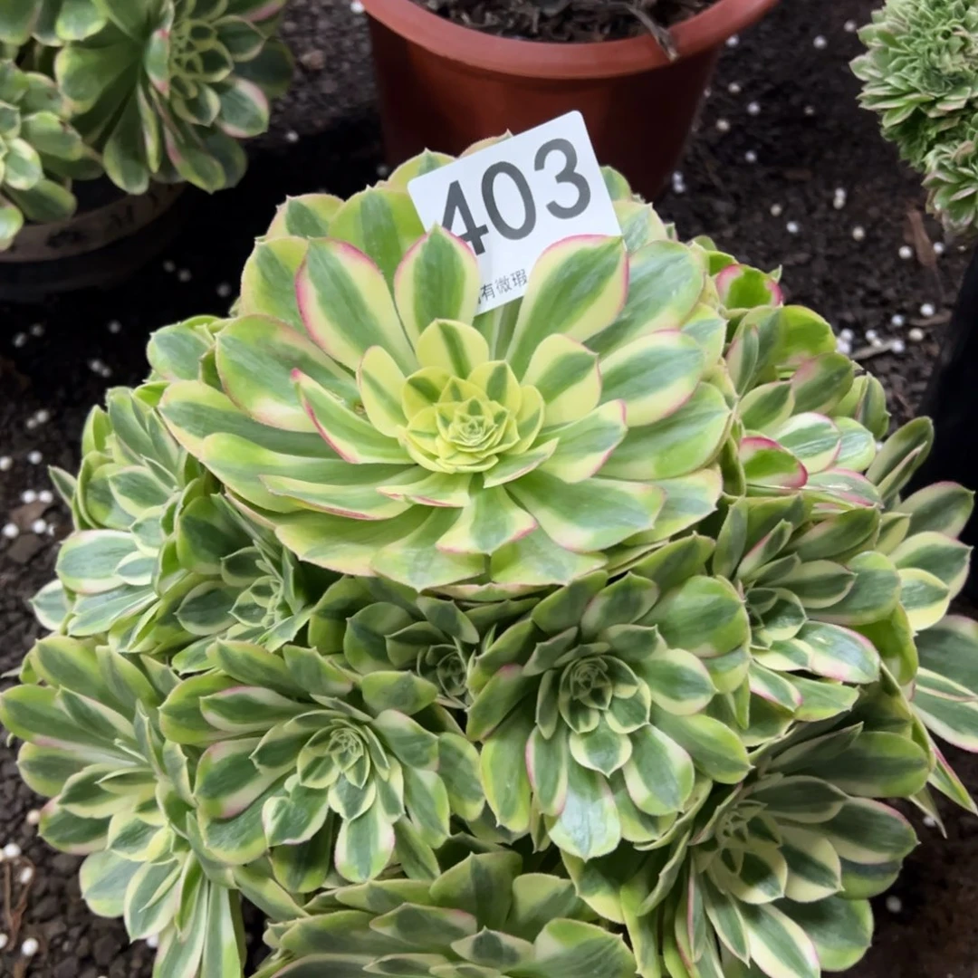 大***流我是真的很喜欢这个