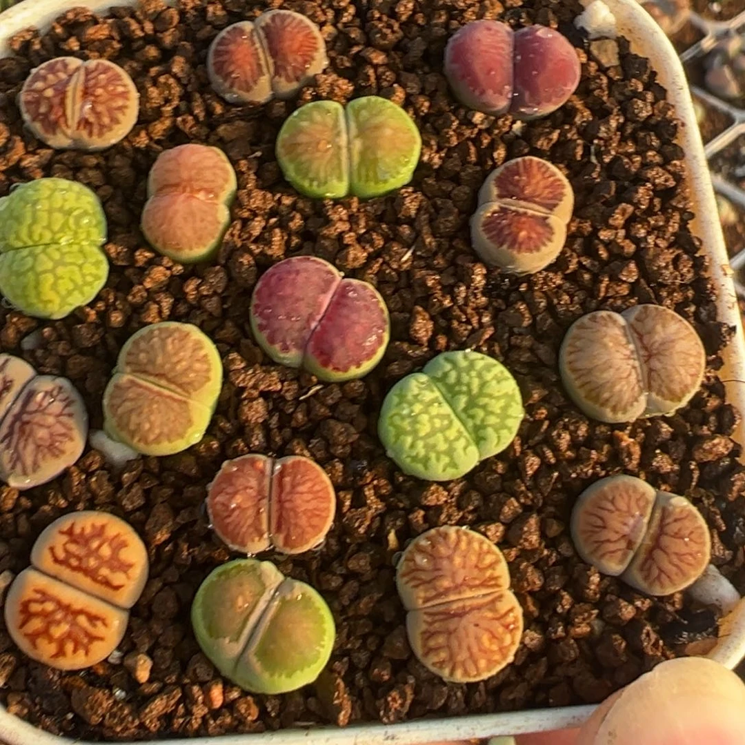 高品质菊寿丽组合带盆