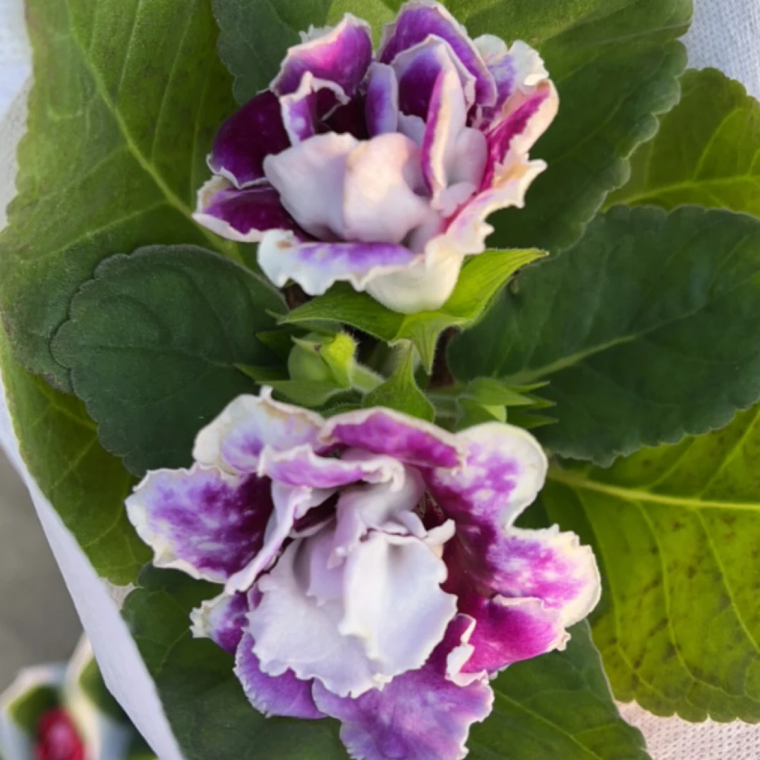 重瓣紫色芙蓉花盆栽带花苞室内外四季开花观赏花卉