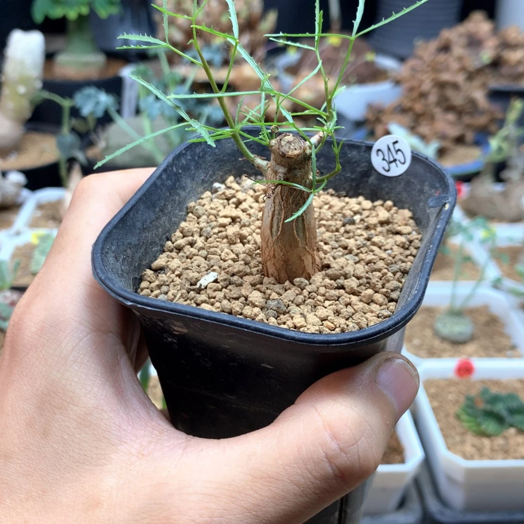实生飞羽橄榄带盆345