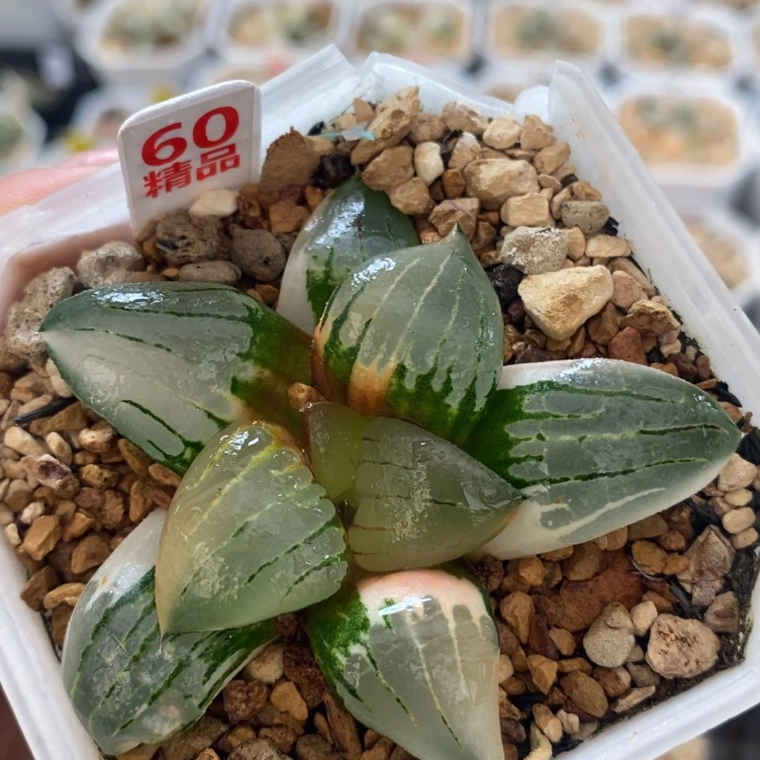 不开花植物60阿房宫