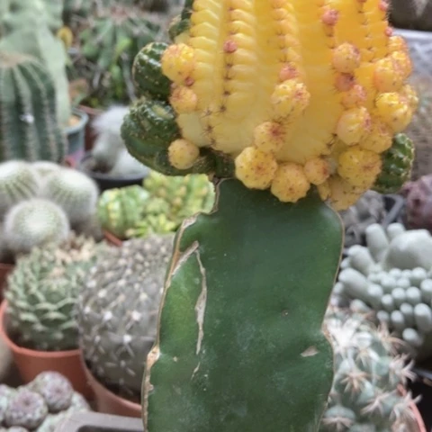 两盆黄心玉锦仙人球35米