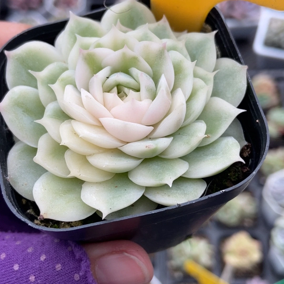 2116盎司诺锦多肉植物