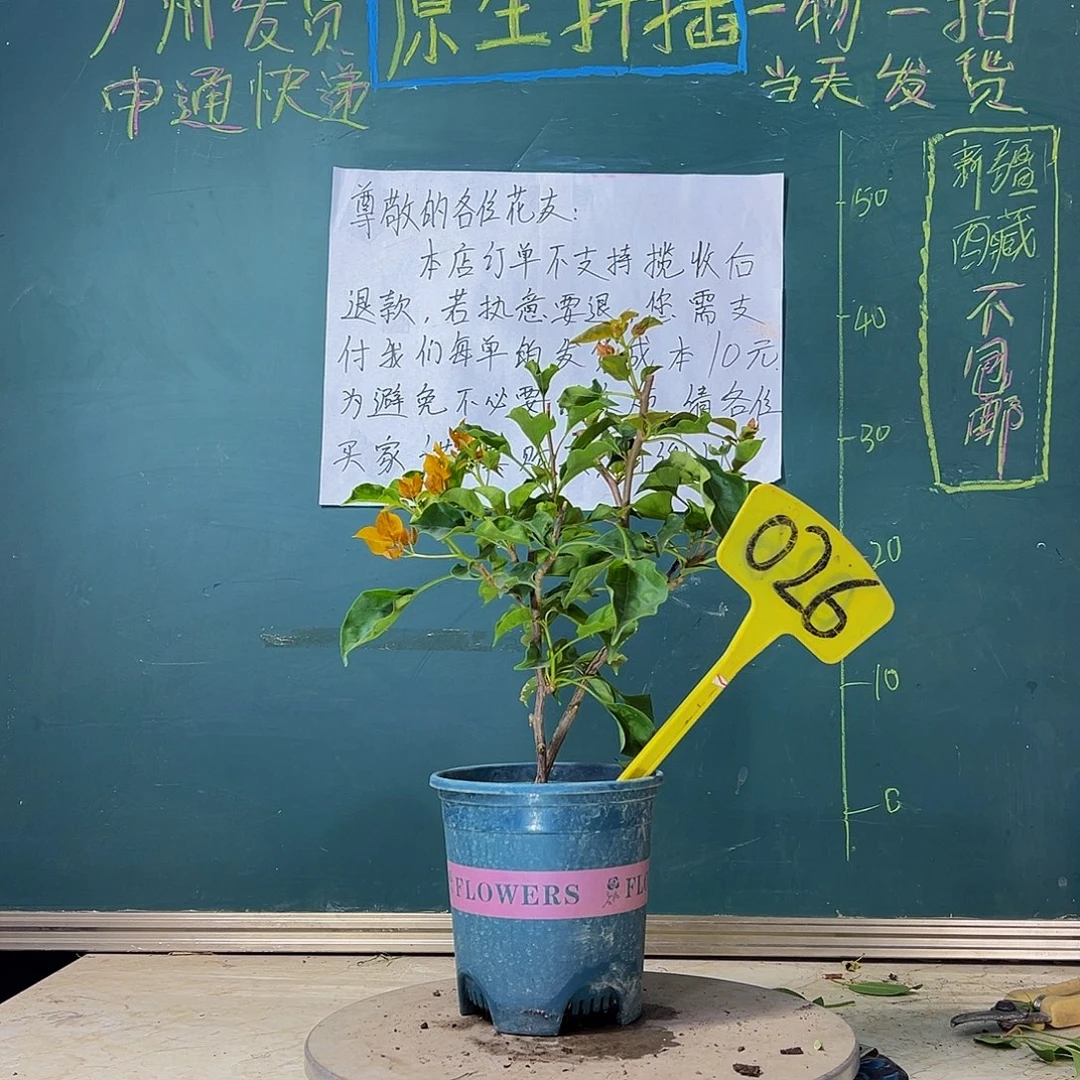 当前无花栽培后可以开花 蒙娜丽莎黄 双杆  026