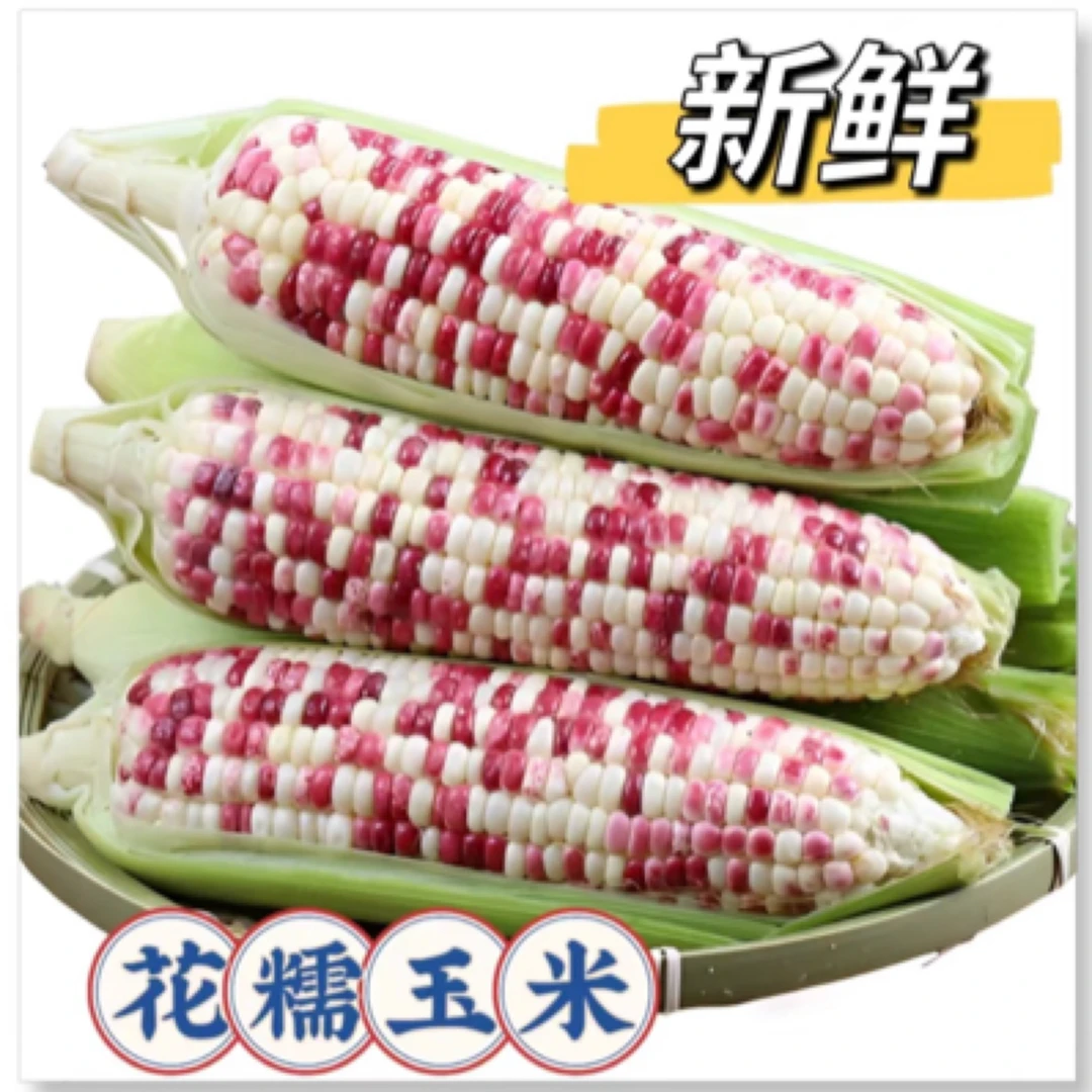 新鲜现摘现发五彩小花糯带皮粘黏玉米棒苞谷