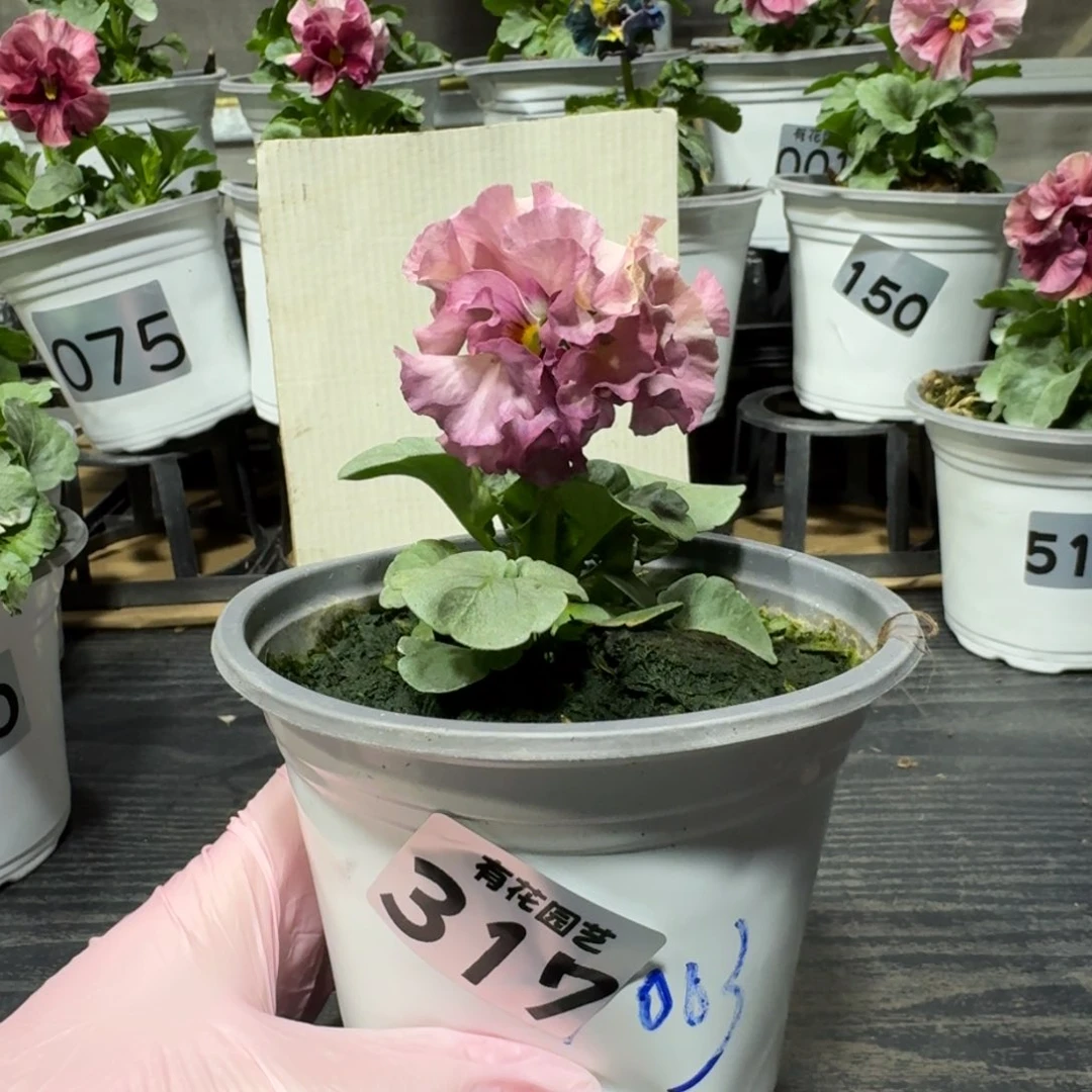 全部花朵317号1003