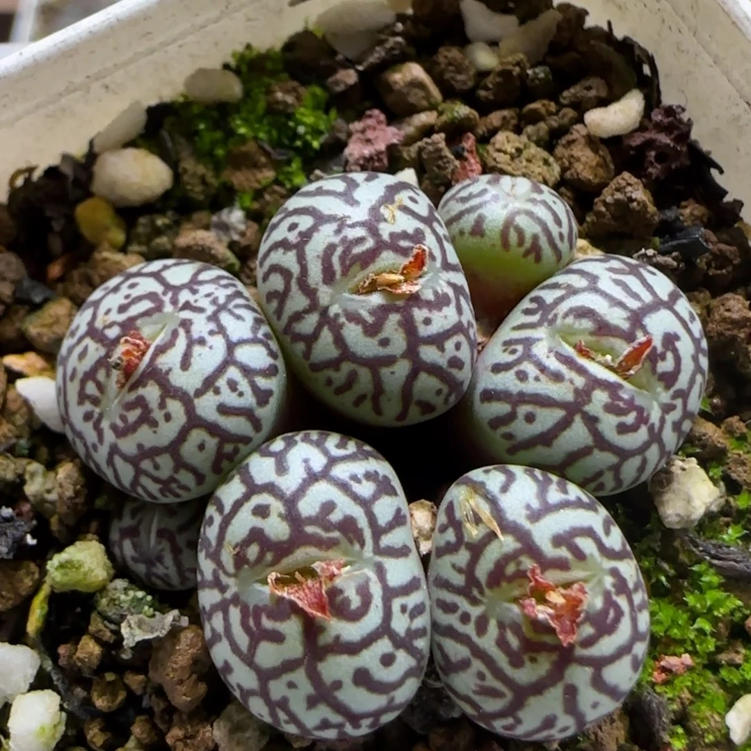 1.5  714墨福利 5026