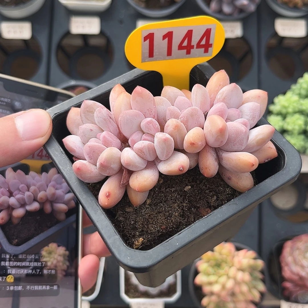 1144香水多肉植物