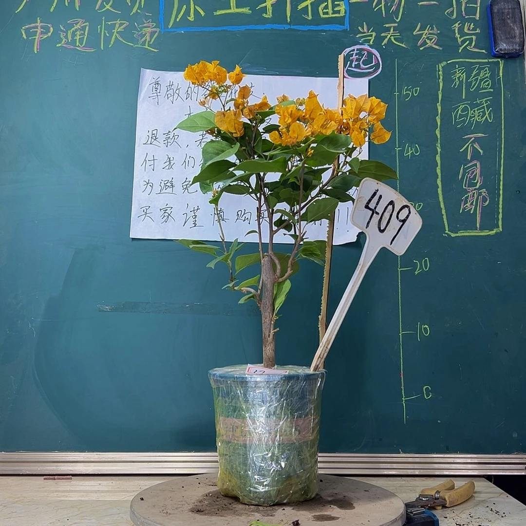 当前无花栽培后可以开花 加州黄金  409
