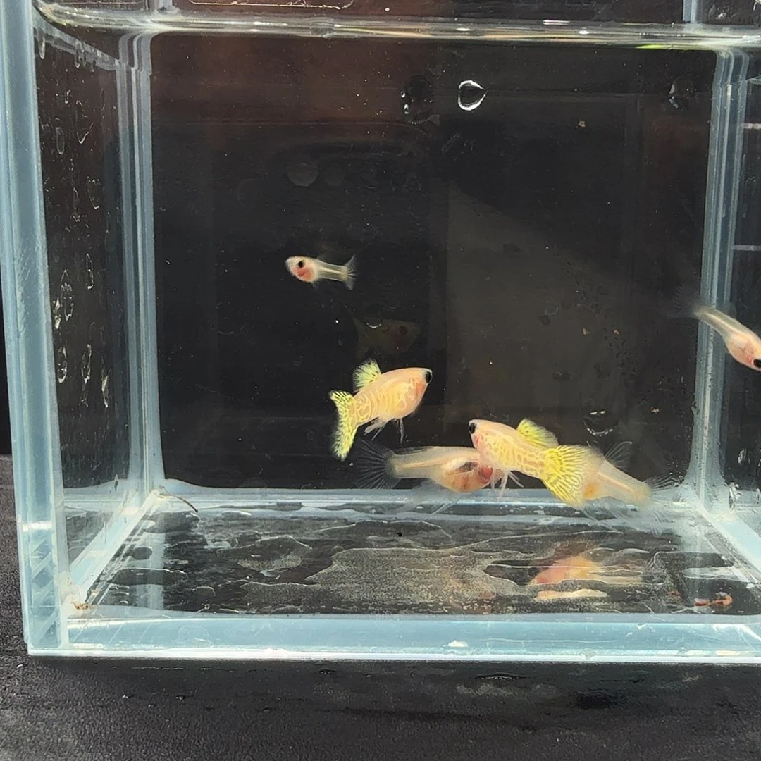 孔雀鱼黄蕾丝玻璃猫两对大C