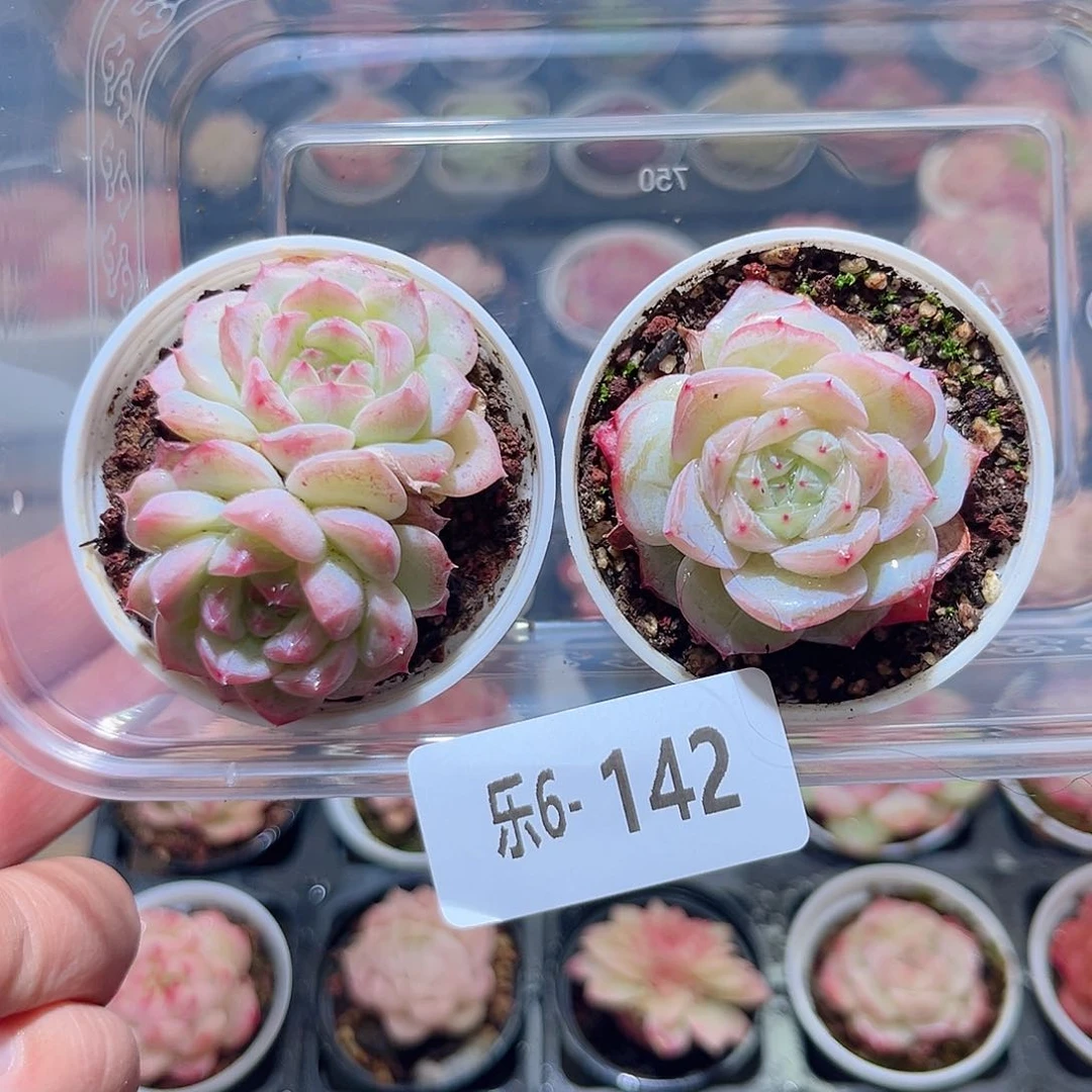乐6-142 新品2颗 带盆土