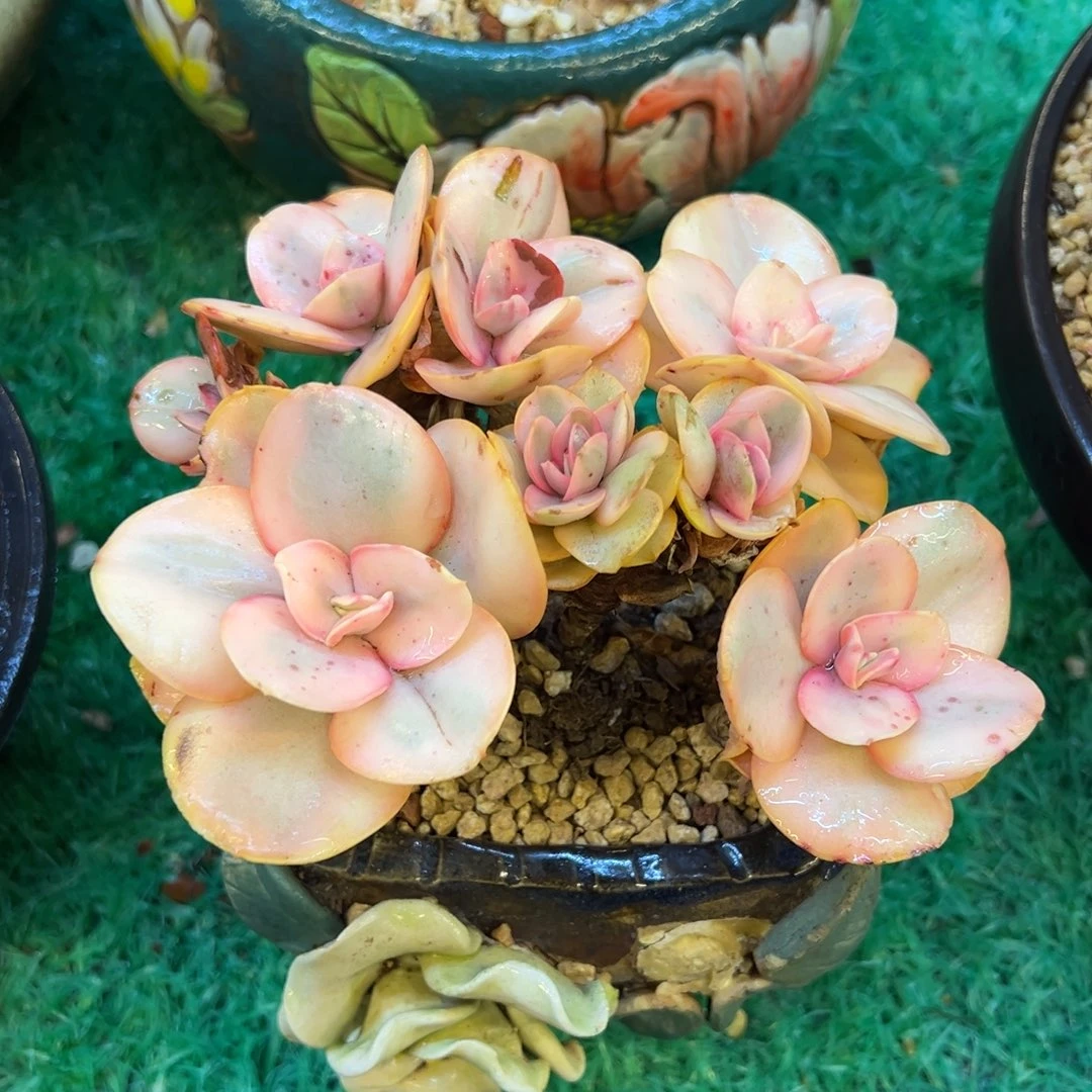 秀妍锦，，，，，，，，，，，，，，，，