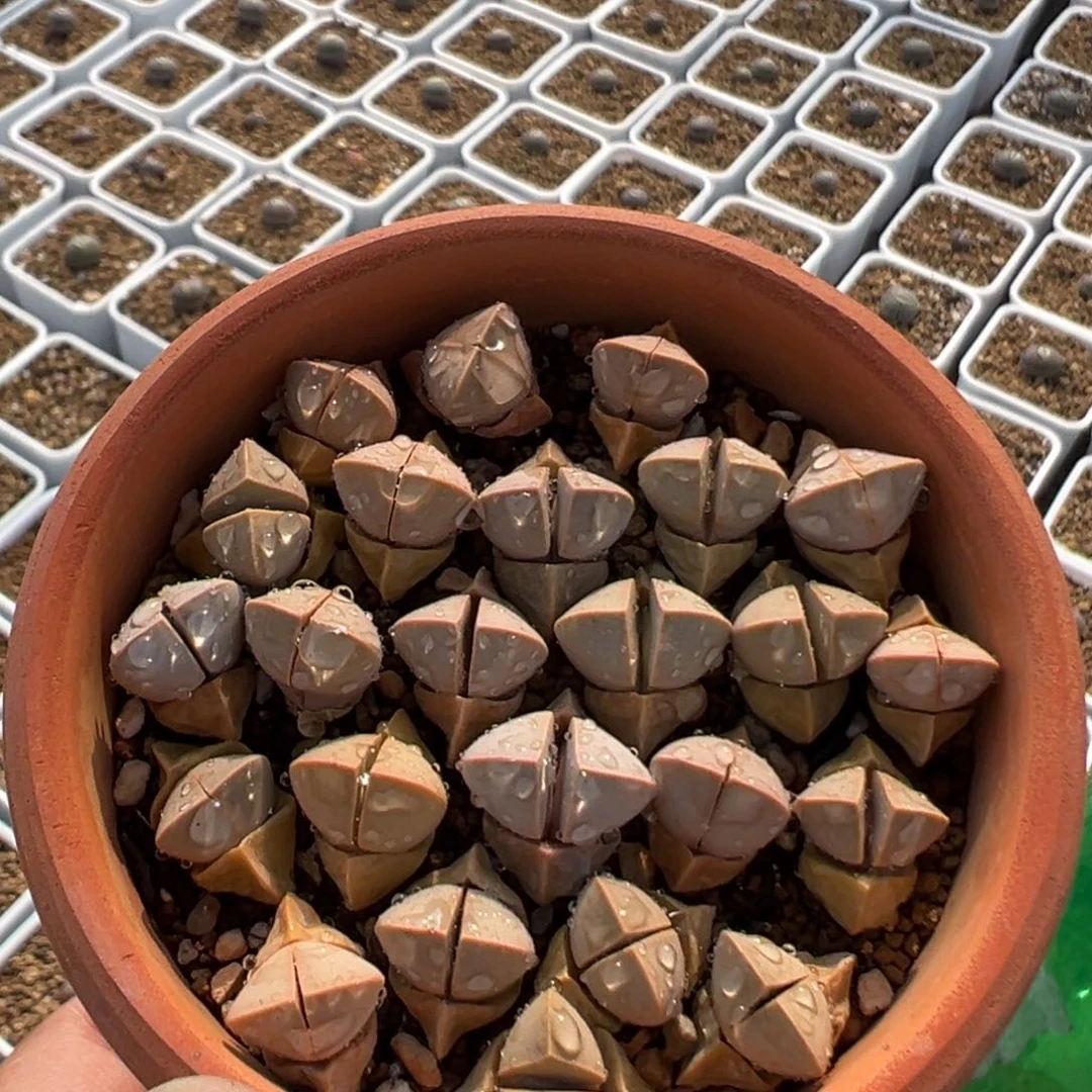 120多肉植物百科知识