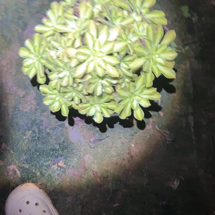 法师植物链接一物一拍45