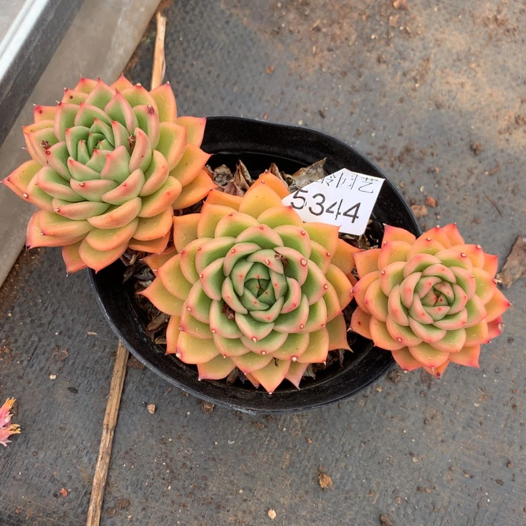 野**姐5344杂交精品基地15厘米