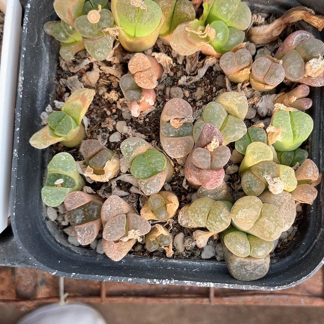 闪购商品脱土发货009