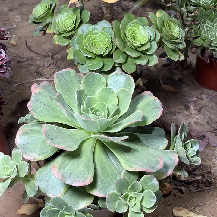 清**兰多肉植物法师2颗57