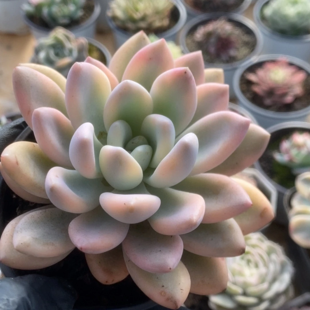 699新奥普锦锦锦锦