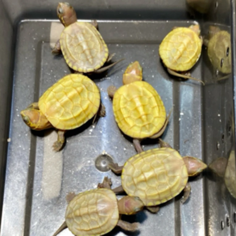 变异草龟斑纹草龟黄斑草黄肉草水族新宠观赏龟
