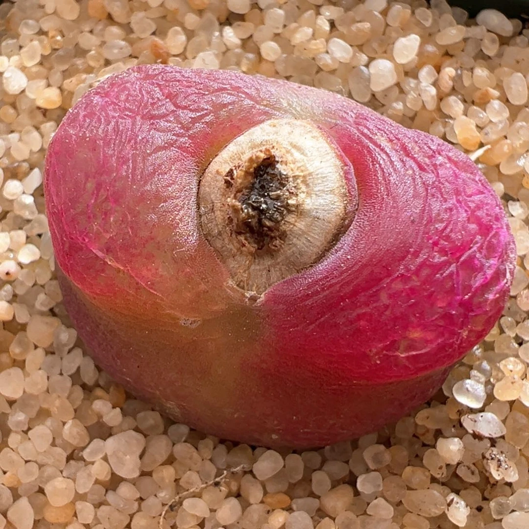 650大毛一颗秒！！