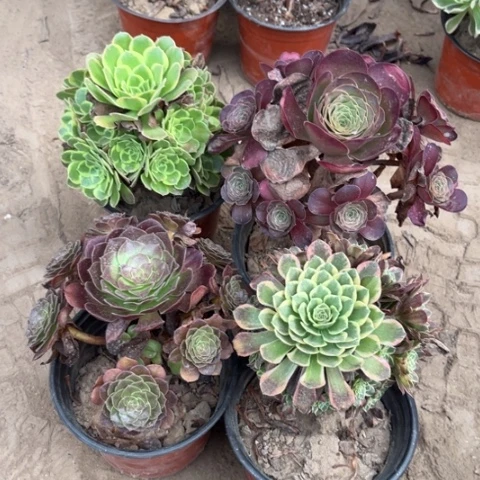 753多肉植物组合，