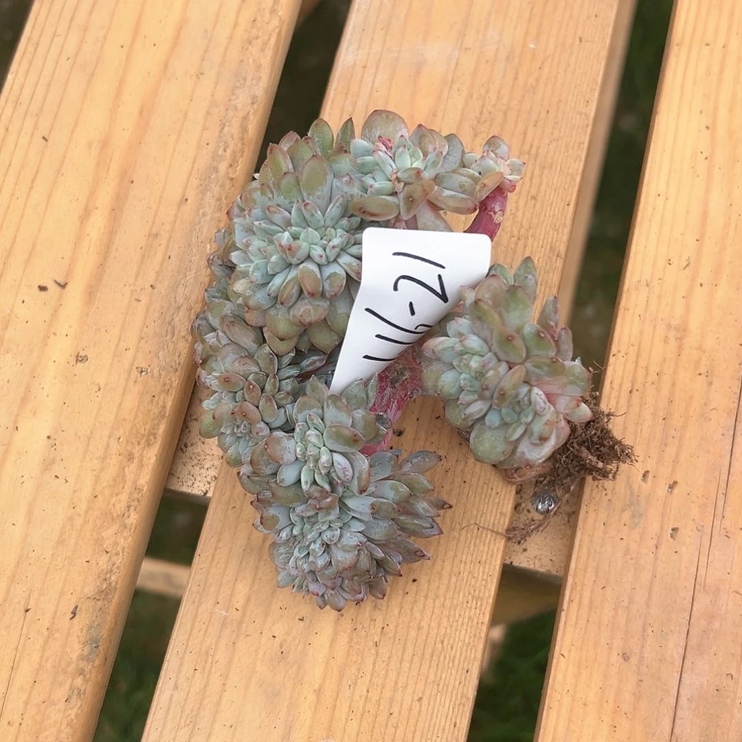 J***?116-21橙子缀化多肉瑕疵