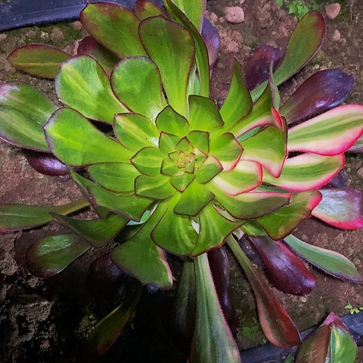 花蝴蝶多肉植物法师