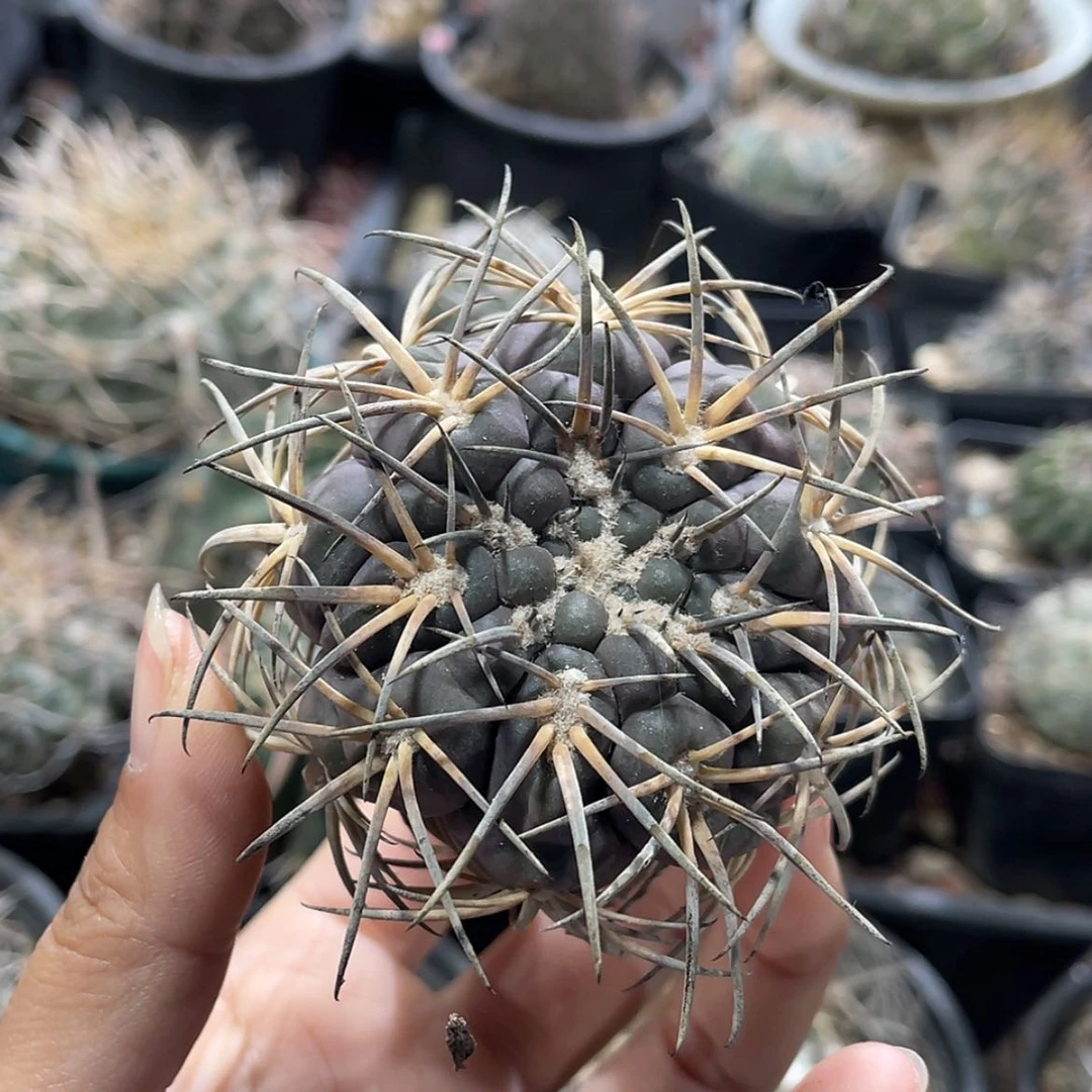 【闪购商品】伏刺天平冒根芽6666