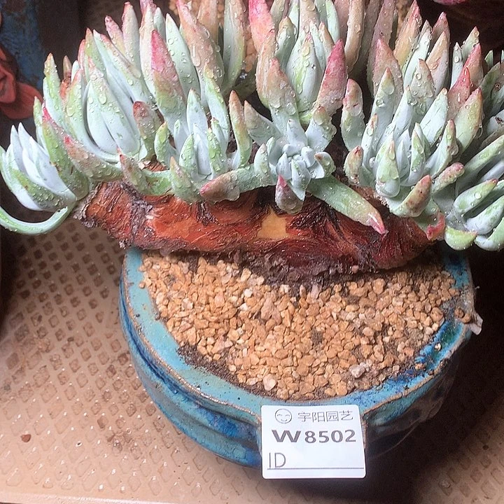 8502文森特仙女杯多肉
