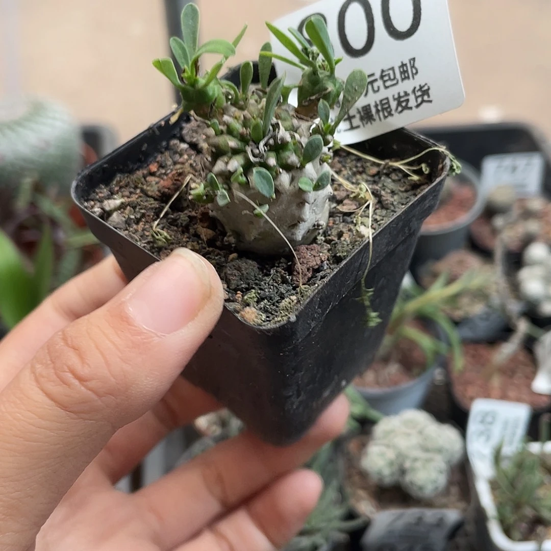 800峨眉山（满18元包邮）