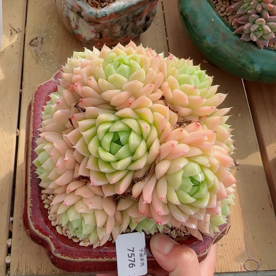 麦秆群，7576多肉植物