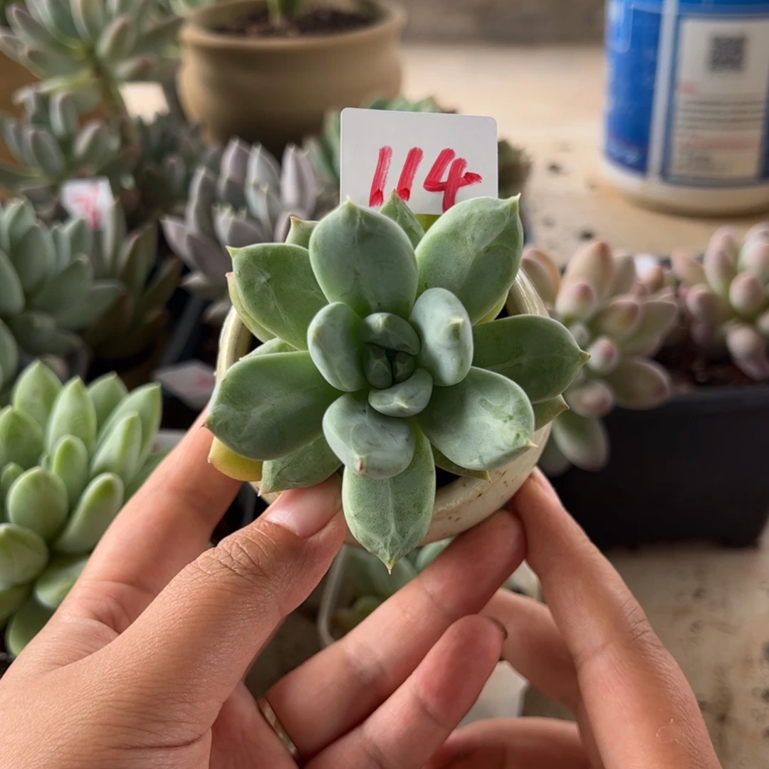 【闪购商品】粉御姬。 114。 11111111