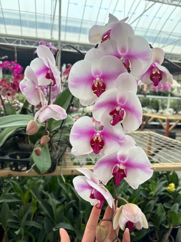 婚纱——蝴蝶兰 开花发货 室内绿植