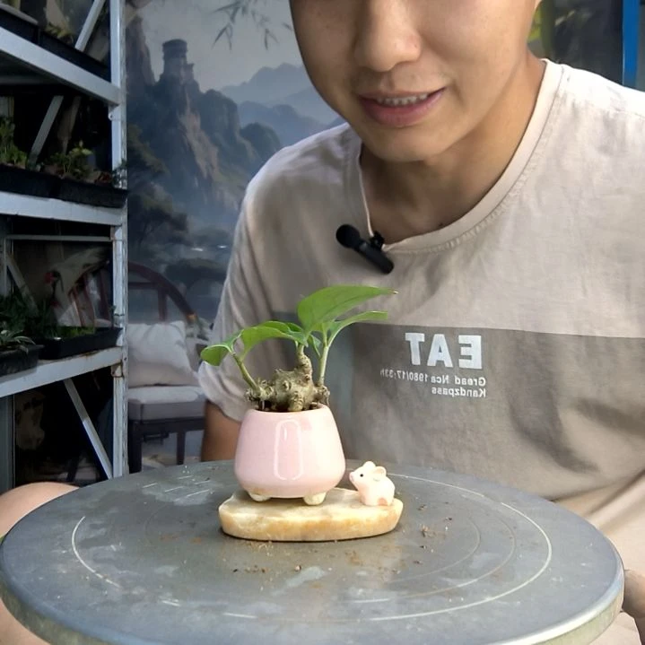 香****?中青园艺一物一拍192