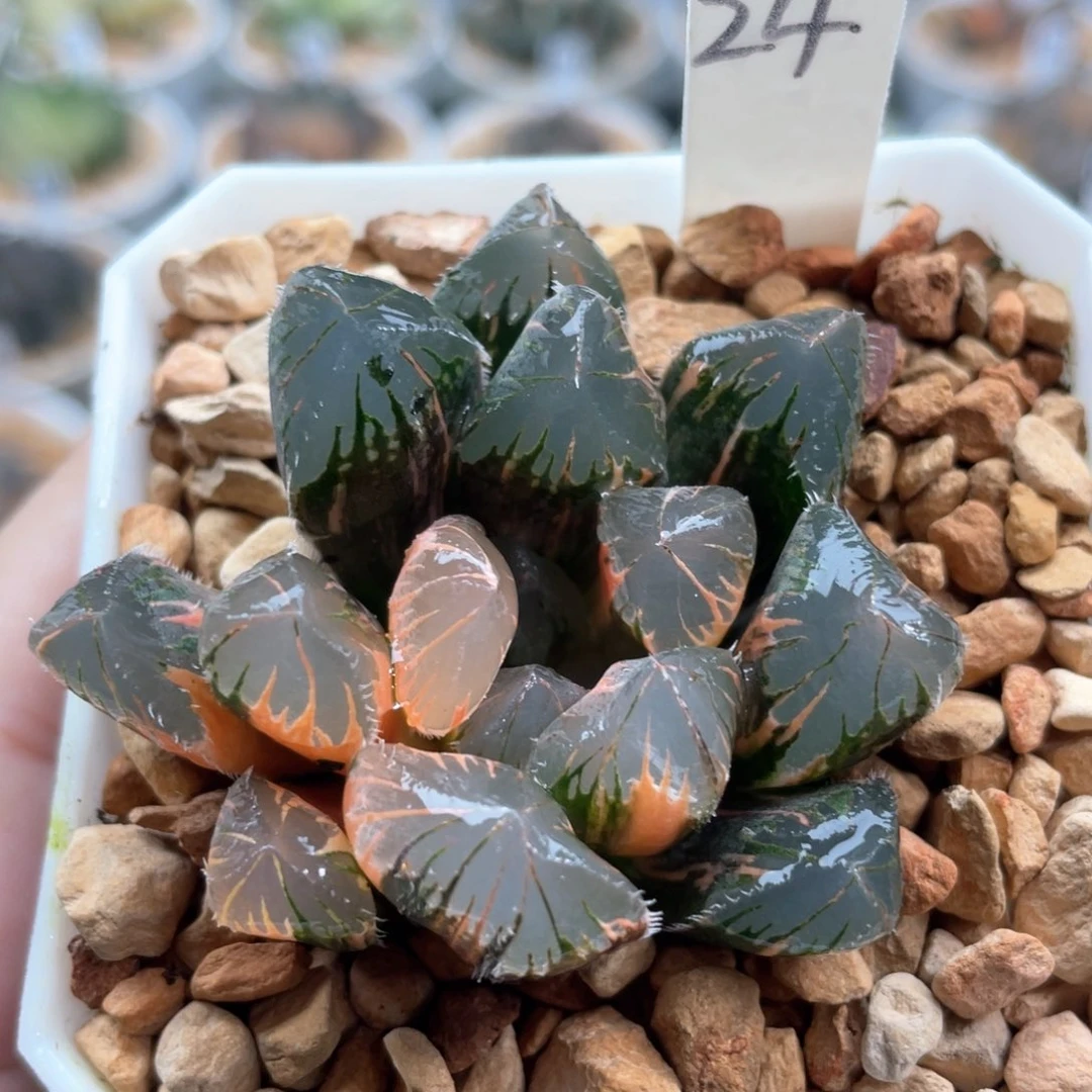 24赤斑玉露锦。