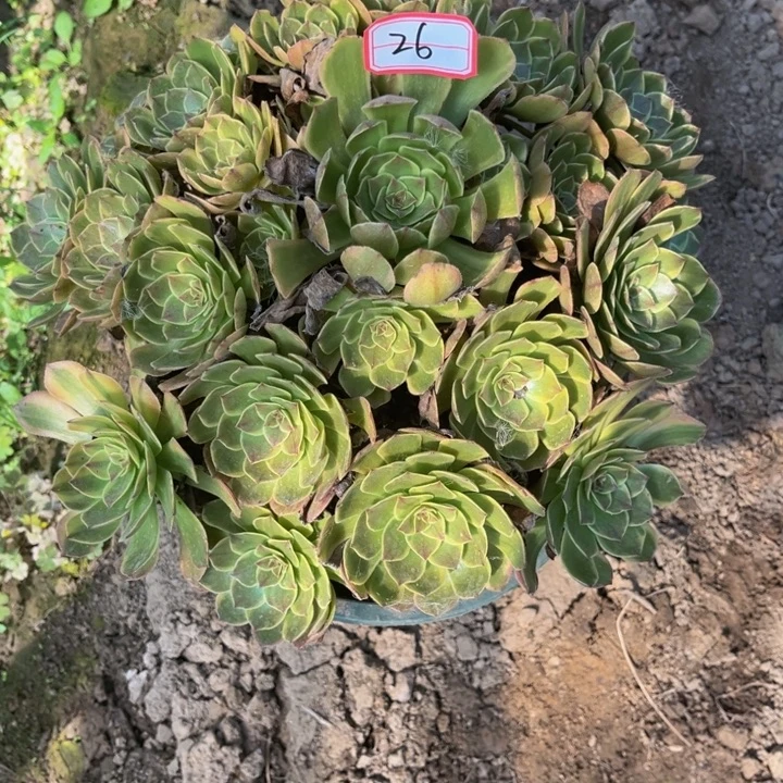 晓***钰26多肉植物法师老庄